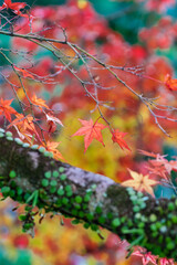 天野山金剛寺（大阪府河内長野市）の紅葉