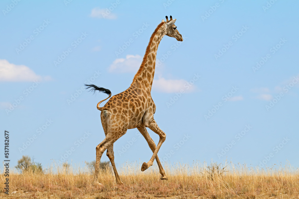 Sticker A giraffe (Giraffa camelopardalis) running on the African plains, South Africa.