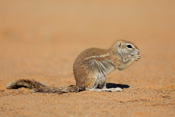 Naklejka na ściany i meble Feeding ground squirrel (Xerus inaurus), Kalahari desert, South Africa .