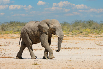 Fototapeta premium Large African elephant (Loxodonta africana) walking, Etosha National Park, Namibia.