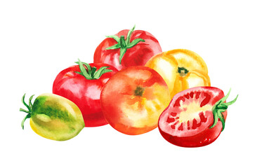 Fototapeta premium Hand painted watercolor delicious ripe tomatoes illustration isolated on white background.