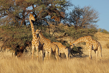Giraffes (Giraffa camelopardalis) feeding on a thorn tree, Kalahari desert, South Africa.