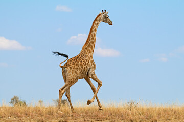 A giraffe (Giraffa camelopardalis) running on the African plains, South Africa.