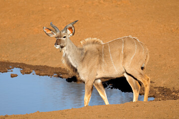 Young male kudu antelope (Tragelaphus strepsiceros) at a waterhole, Mokala National Park, South Africa.