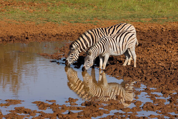 Fototapeta na wymiar Plains zebras (Equus burchelli) drinking at a waterhole, Mokala National Park, South Africa.