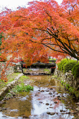 Obraz premium 天野山金剛寺（大阪府河内長野市）の紅葉