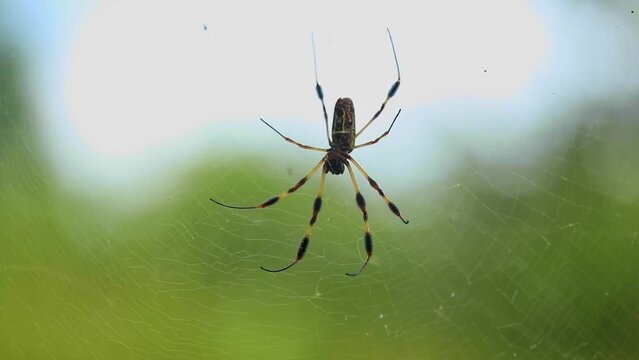 Yellow Banana Spider in web with blurred sky and forest in background