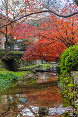 Obraz premium 天野山金剛寺（大阪府河内長野市）の紅葉