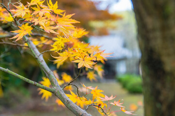 天野山金剛寺（大阪府河内長野市）の紅葉