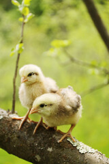 Two cute fluffy chickens on a tree branch, empty space for text, vertical.