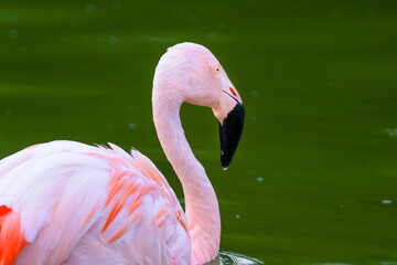 pink flamingo in water