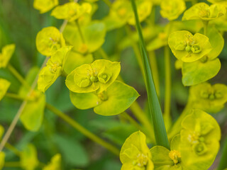 Close-up flower Cypress Spurge or Euphorbia Cyparissias.  Macro