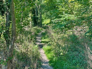 Limberg Forest Trail (Sasbach-Am-Kaiserstuhl, Germany)