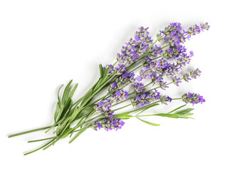 Fresh Lavender flowers bundle on a white