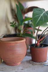 Garden green sustainable development ecocity soil contamination plastic pollution sustainable community zero waste 