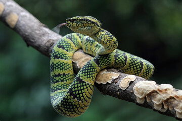 wagleri pit viper snakes on branch, tropidolaemus wagleri