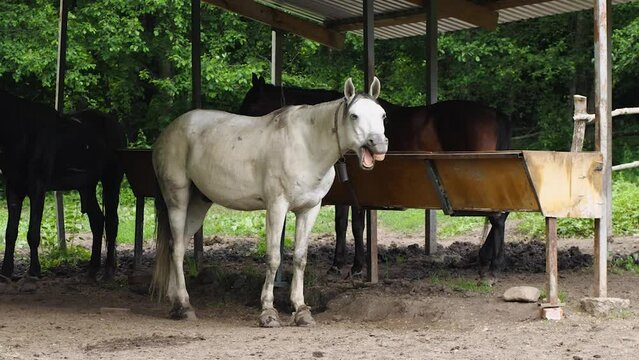 A white horse yawns while standing under the canopy near the feeder. Funny animals. Yawning horse