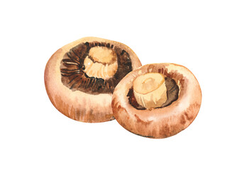 Hand painted watercolor delicious portobello mushrooms illustration isolated on white background.