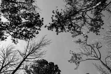 Céu com arvores, araucárias, pinhão