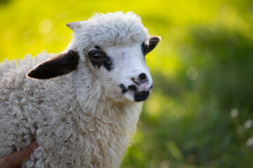 Portrait of cute little lamb
