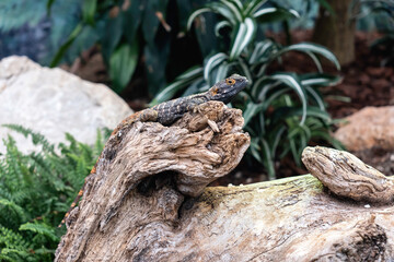 Iguana nel suo habitat