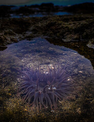 jellyfish in the sea