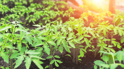 Tomato seedlings in the greenhouse; young tomato bushes in the closed ground  