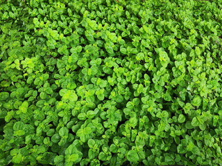 Creeping Charlie or Pilea nummulariifolia. Scientific name: Pilea nummulariifolia (Sw.) Wedd. A herbaceous plant with succulent stems, green to magenta. Popular to cover the soil or as a hanging pot.
