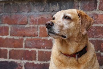 Pies rasy labrador siedzi przy ceglanej ścianie, portret.  - obrazy, fototapety, plakaty