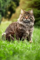 Naklejka na ściany i meble Portrait of a beautiful Maine Coon cat on a walk, close-up, front view