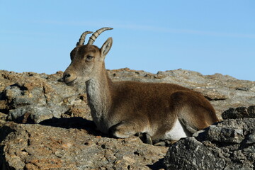 Cabras montesas 