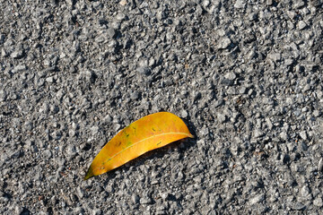 yellow leaf on asphalt