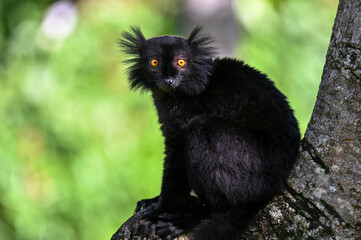 Black lemur – male , portrait (Eulemur macaco), Madagascar nature.