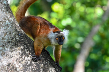 Black lemur – female , portrait (Eulemur macaco), Madagascar nature.