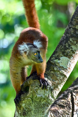 Obraz premium Black lemur – female , portrait (Eulemur macaco), Madagascar nature.