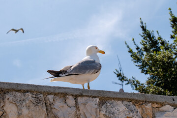 a seagull poses in the warm May sun in Porec Croatia