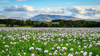 The Cheviot above Poppy Field.  In a field near Lowick in North Northumberland a crop of opium poppies bloom with the Cheviot Hills in the background - obrazy, fototapety, plakaty