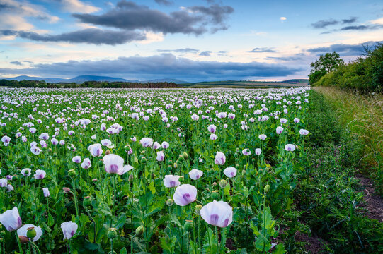 Crop of Opium Poppies.  In a field near Lowick in North Northumberland a crop of opium poppies bloom with the Cheviot Hills in the background
