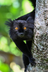 Black lemur – male , portrait (Eulemur macaco), Madagascar nature.