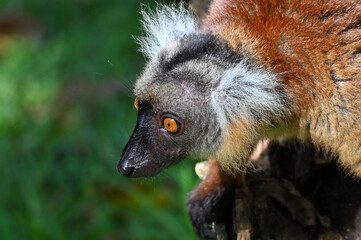 Black lemur – female , portrait (Eulemur macaco), Madagascar nature.