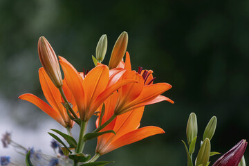 Orange Lilien Blüten groß weicher Hintergrund © Winfried