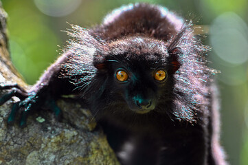 Black lemur – male , portrait (Eulemur macaco), Madagascar nature.