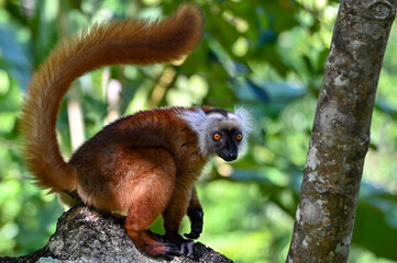 Black lemur – female , portrait (Eulemur macaco), Madagascar nature.