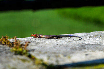 Lizard sitting on a large stone and basking in the sun, New Jersey Botanical Garden. High-quality photo