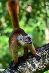Black lemur – female , portrait (Eulemur macaco), Madagascar nature.