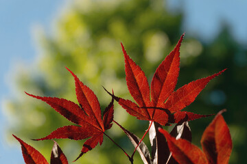 Roter japanischer Ahorn Blatt vor Baum soft