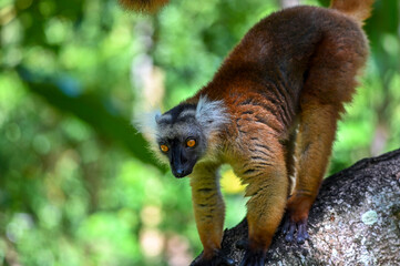 Black lemur – female , portrait (Eulemur macaco), Madagascar nature.