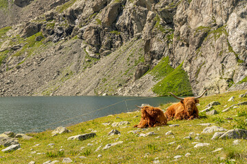 Highlandrinder an der Innquelle, Lunghinsee im Engadin / Schweiz
