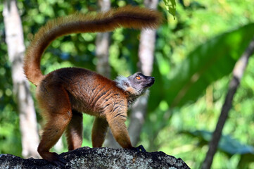 Black lemur – female , portrait (Eulemur macaco), Madagascar nature.