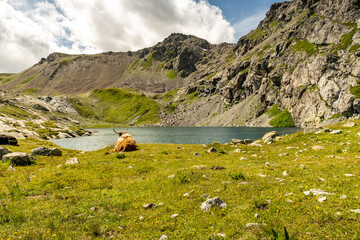 Fototapeta na wymiar Highlandrinder an der Innquelle, Lunghinsee im Engadin / Schweiz